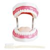 Teaching Tooth Model #2 - Image 2